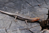 Rainbow skink, Carlia rubrigularis (DSC_1109)
