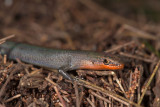 Rainbow skink, Carlia zumaIMG_0769