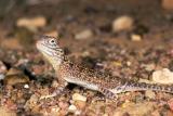 Central netted dragon ctenophorus nuchalis u002232