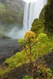EOS-1Ds Mark III_080910_9834.jpg