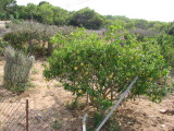 Es Calo Sept 2008