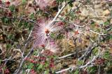 Desert flowers...
