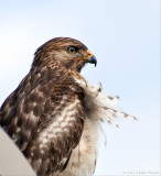 hawk