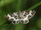 Dyster fältmätare -Epirrhoe tristata - Small Argent and Sable