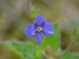 Teveronika (Veronica chamaedrys)