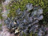 Filtlav (Peltigera sp.)