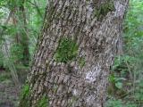 Samboradula (Radula complanata)