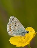 Common blue/Icarusblauwtje 15