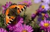 Small tortoiseshell/Kleine vos 57