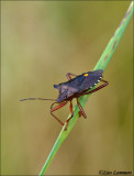 Forest Bug - Roodpootschildwants_MG_0399
