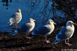 D700-012711-455.jpg