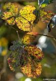 Leaves