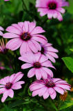 611_6293.jpg