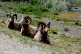 Wildlife of Jasper National Park, Alberta