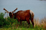 Wildlife of Jasper National Park, Alberta