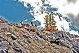 Wildlife of Jasper National Park, Alberta