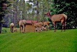 Wildlife of Jasper National Park, Alberta
