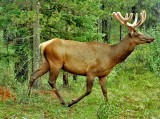 Wildlife of Jasper National Park, Alberta