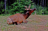 Wildlife of Jasper National Park, Alberta