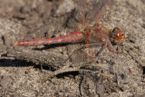 Variegated Meadowhawk1.jpg