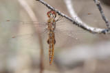 Spot-winged Glider.jpg