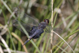 Black Saddlebags.jpg