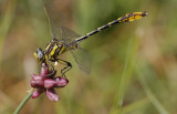 Sulphur-tipped Clubtail.jpg