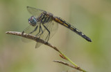 Blue Dasher.jpg