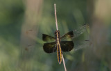 Widow Skimmer.jpg