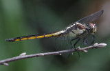 Slaty Skimmer.jpg