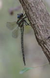 Swamp Darner.jpg