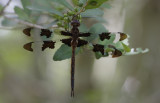 Prince Baskettail.jpg