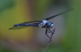 Great Blue Skimmer.jpg