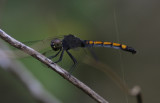 Seaside Dragonlet.jpg