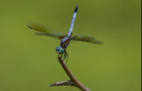 Blue Dasher.jpg