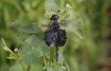 Black Saddlebags.jpg