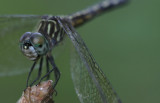 female Blue Dasher.jpg