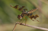 Eastern Amberwing.jpg