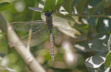 Blue-Eyed Darner.jpg