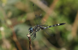 Thornbush Dasher.jpg