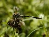Sulphur-tipped Clubtail.jpg