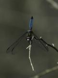 Dragonfly.jpg