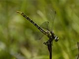 Female Sulphur-tipped Clubtail.jpg