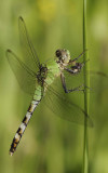 Eastern Pondhawk.jpg