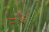 Golden-winged Skimmer.jpg