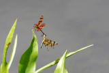 Halloween Pennant.jpg