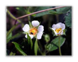 943 Potentilla sterilis