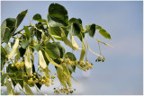 506 Tilia platyphyllos