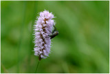 452 Polygonum bistorta