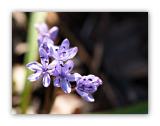 2885 Scilla bifolia